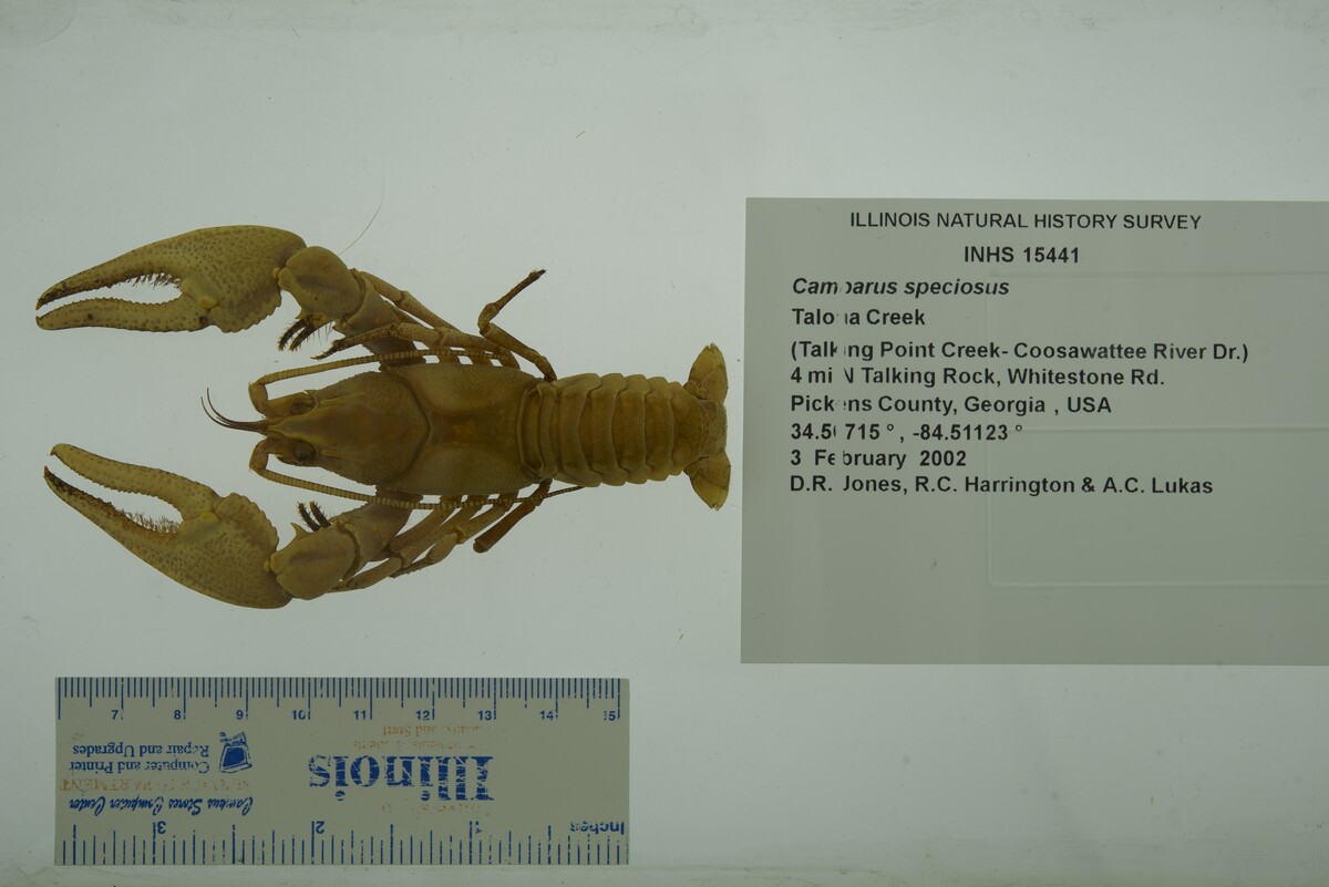 Cambarus speciosus image